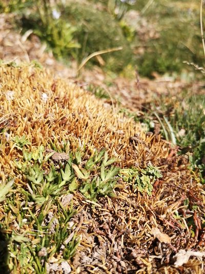 Azorella trifoliolata, photographed by Aira Francisca Faúndez Fallau