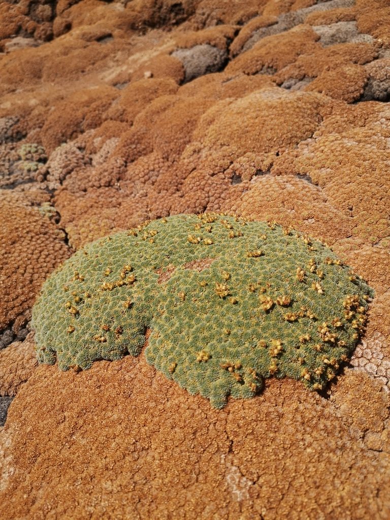Azorella madreporica, photographed by Aira Francisca Faúndez Fallau