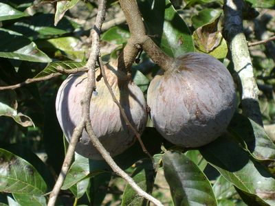 Annona reticulata, photographed by Tereso Hernández Morales