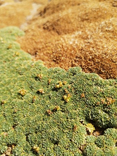 Azorella madreporica, photographed by Aira Francisca Faúndez Fallau