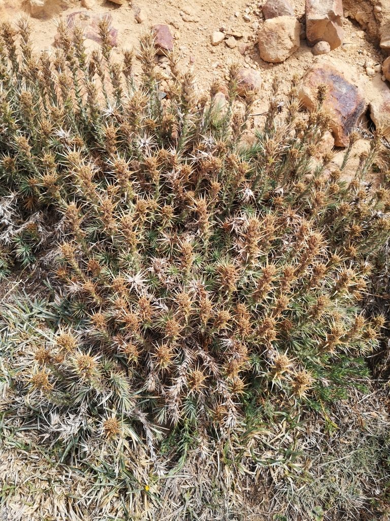 Nassauvia cumingii, photographed by Aira Francisca Faúndez Fallau