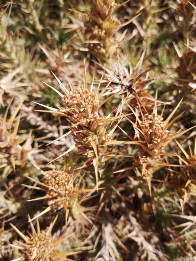 Nassauvia cumingii, photographed by Aira Francisca Faúndez Fallau