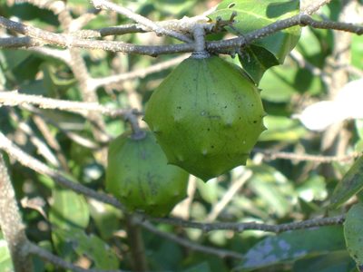 Annona globiflora, photographed by Tereso Hernández Morales