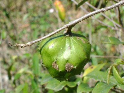 Annona globiflora, photographed by Tereso Hernández Morales