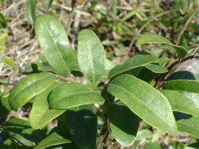 Annona globiflora, photographed by Tereso Hernández Morales
