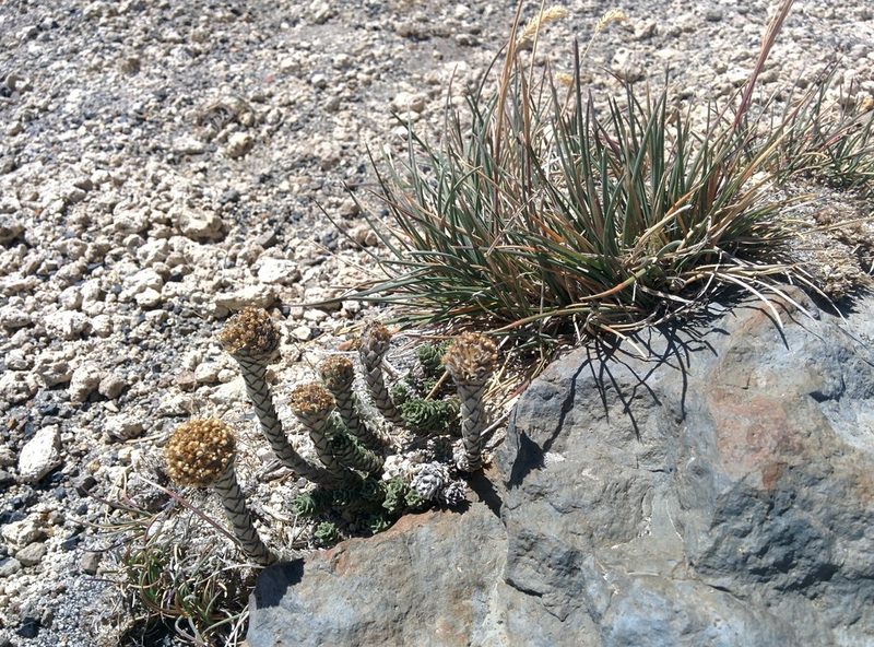Nassauvia argentea, photographed by Valentín Alfano