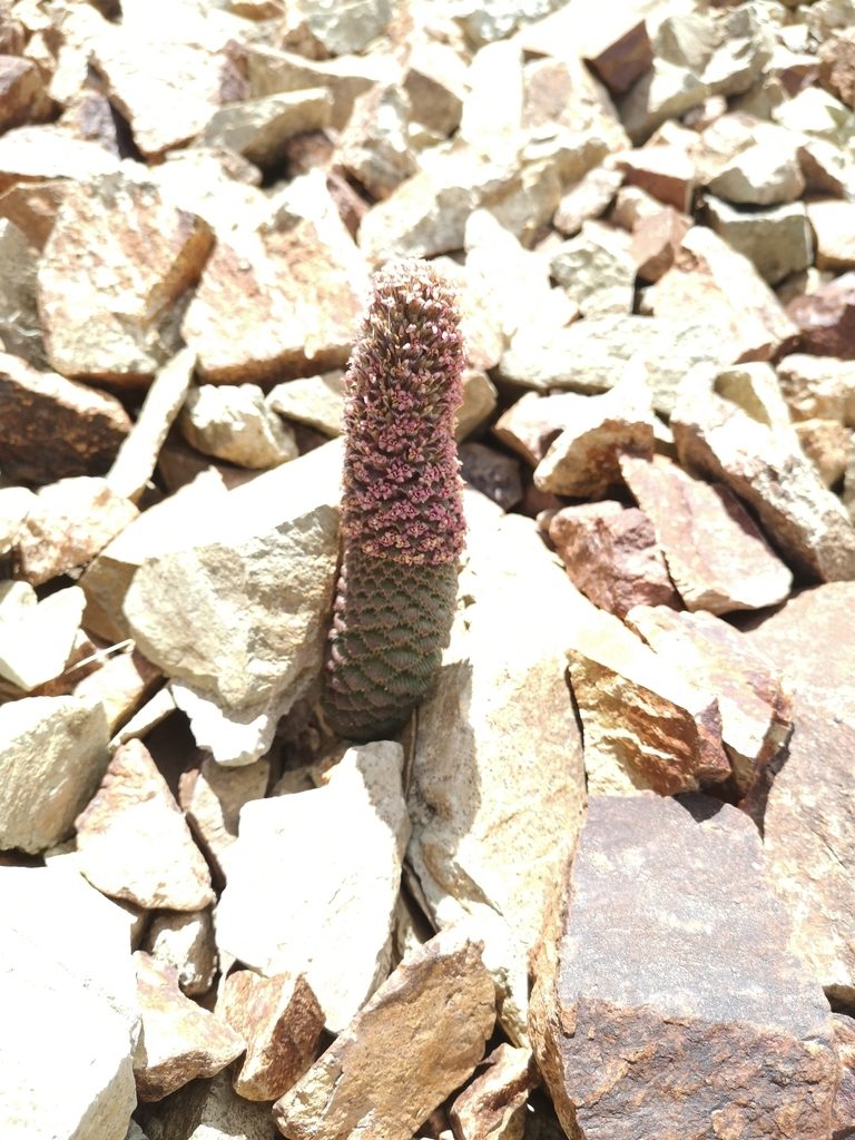 Nassauvia pinnigera, photographed by Aira Francisca Faúndez Fallau