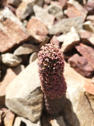 Nassauvia pinnigera, photographed by Aira Francisca Faúndez Fallau