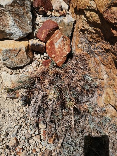 Nassauvia cumingii, photographed by Aira Francisca Faúndez Fallau