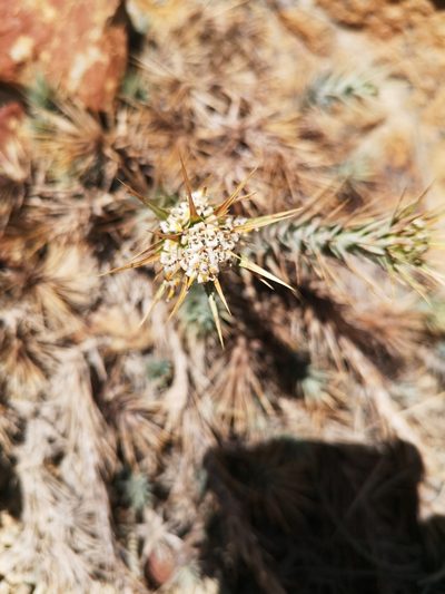 Nassauvia cumingii, photographed by Aira Francisca Faúndez Fallau