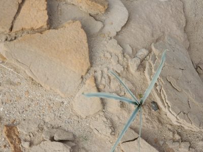 Hesperocallis undulata, photographed by Bob Miller