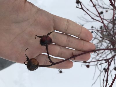 Rosa virginiana, photographed by Henrique Pacheco
