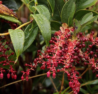 Gaultheria erecta, photographed by Dennis White