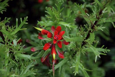 Castilleja irasuensis, photographed by Dennis White