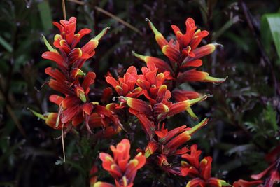 Castilleja irasuensis, photographed by Dennis White