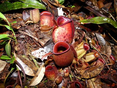 Nepenthes ampullaria, photographed by Kai Squires