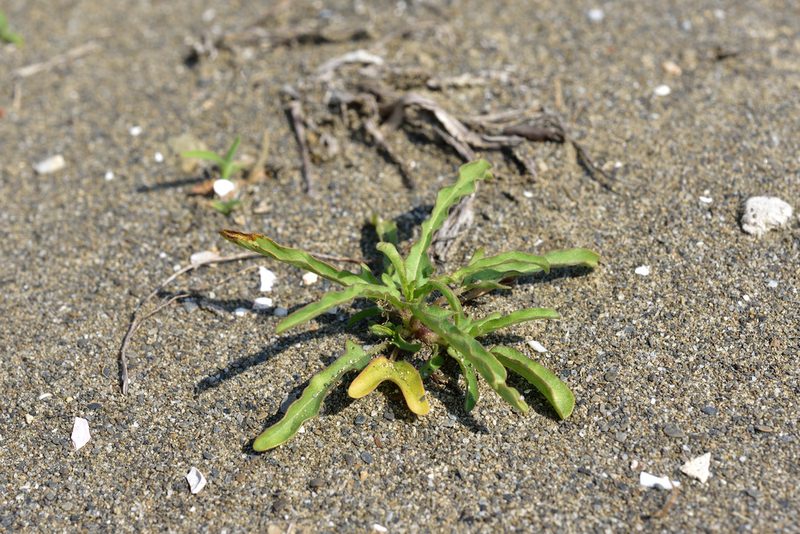 Ipomoea polymorpha, photographed by 國立臺灣博物館