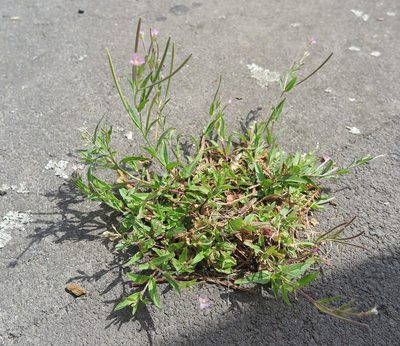 Epilobium obscurum, photographed by Alice Shanks