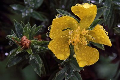 Hypericum irazuense, photographed by Dennis White