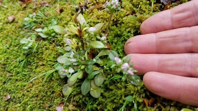 Gentianella spenceri, photographed by Brett Sandford