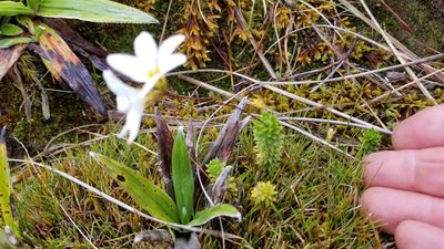 Forstera mackayi, photographed by Brett Sandford