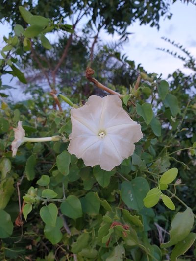 Rivea wightiana, photographed by Aravinth