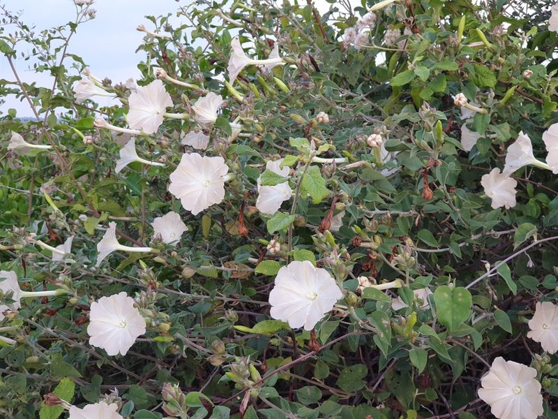 Rivea wightiana, photographed by Aravinth