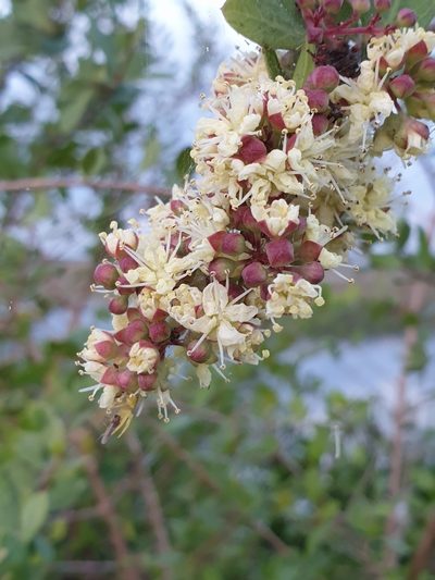 Lawsonia inermis, photographed by Aravinth
