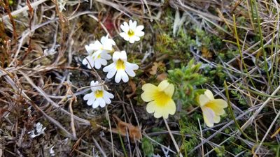 Euphrasia townsonii, photographed by Brett Sandford