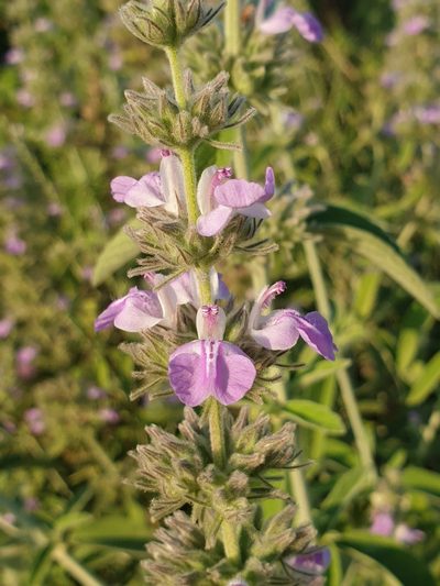 Anisomeles malabarica, photographed by Aravinth