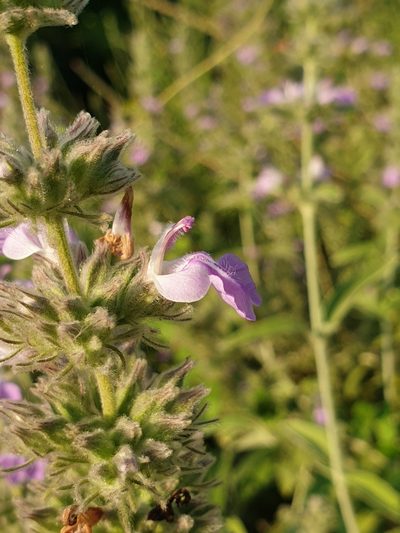 Anisomeles malabarica, photographed by Aravinth