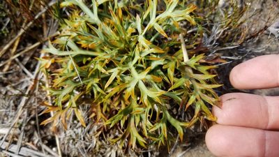 Aciphylla hookeri, photographed by Brett Sandford