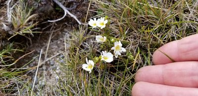 Euphrasia townsonii, photographed by Brett Sandford