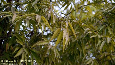 Monoon longifolium, photographed by Kim, Hyun-tae