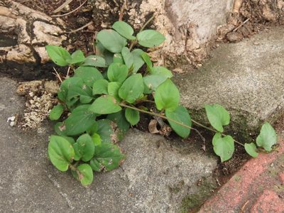Paederia cavaleriei, photographed by chiuluan