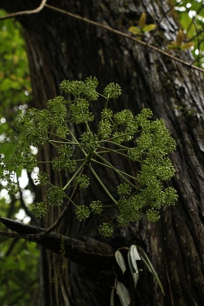 Aralia leschenaultii, photographed by Siddarth Machado