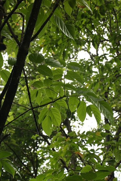 Aralia leschenaultii, photographed by Siddarth Machado