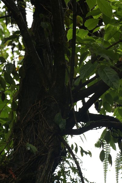 Aralia leschenaultii, photographed by Siddarth Machado
