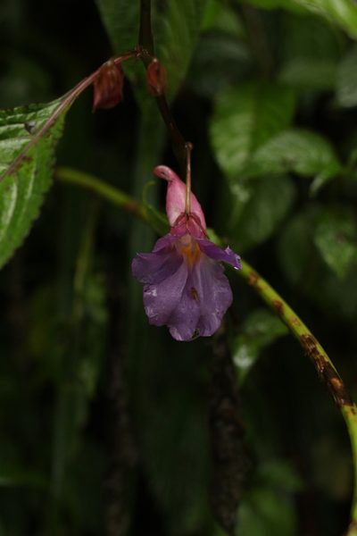 Impatiens arguta, photographed by Siddarth Machado