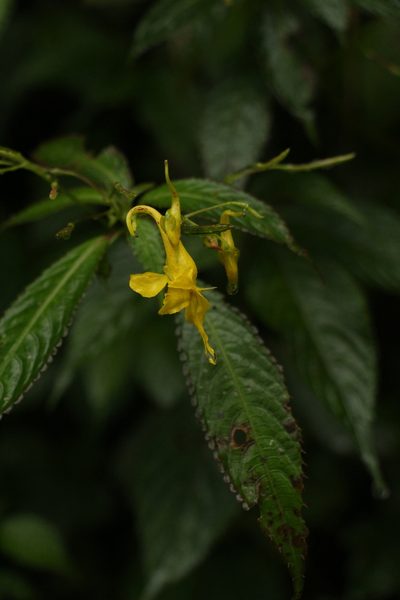 Impatiens stenantha, photographed by Siddarth Machado