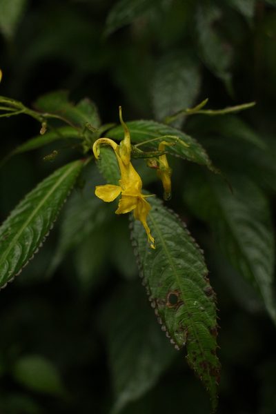 Impatiens stenantha, photographed by Siddarth Machado