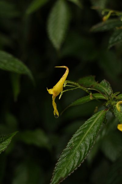 Impatiens stenantha, photographed by Siddarth Machado