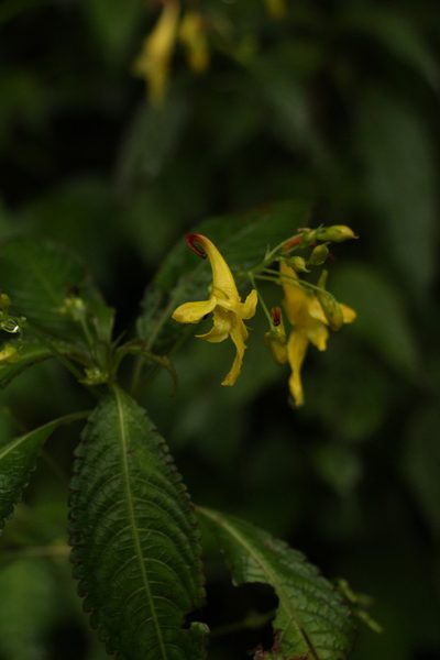 Impatiens stenantha, photographed by Siddarth Machado