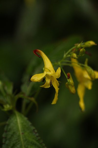 Impatiens stenantha, photographed by Siddarth Machado