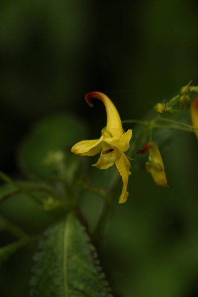 Impatiens stenantha, photographed by Siddarth Machado