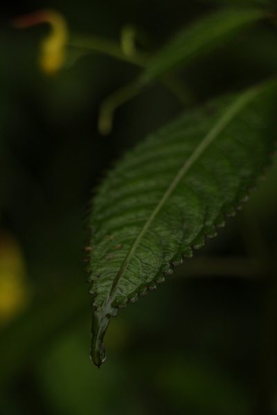 Impatiens stenantha, photographed by Siddarth Machado