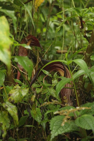 Arisaema speciosum, photographed by Siddarth Machado