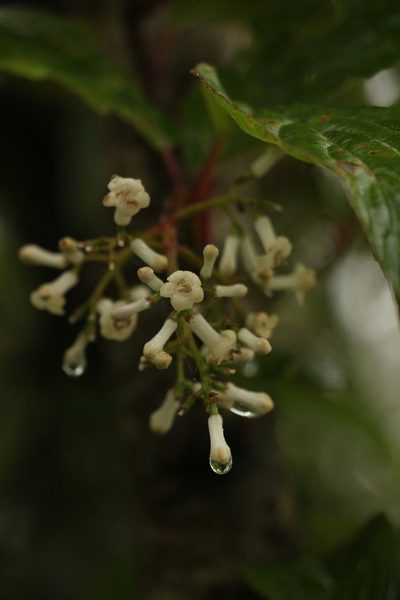 Viburnum erubescens, photographed by Siddarth Machado