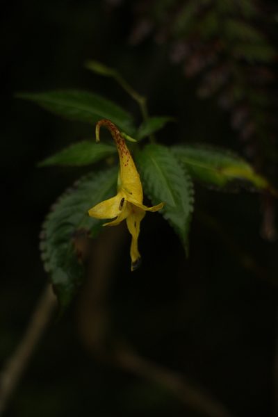Impatiens stenantha, photographed by Siddarth Machado