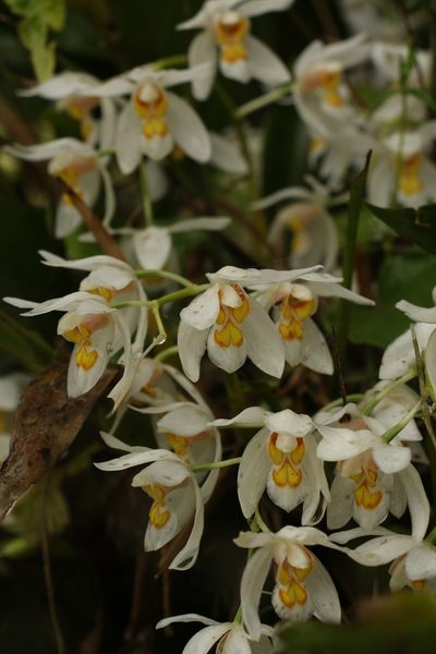 Coelogyne nitida, photographed by Siddarth Machado